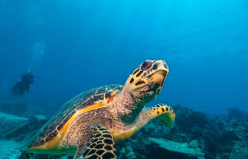 Dive Master